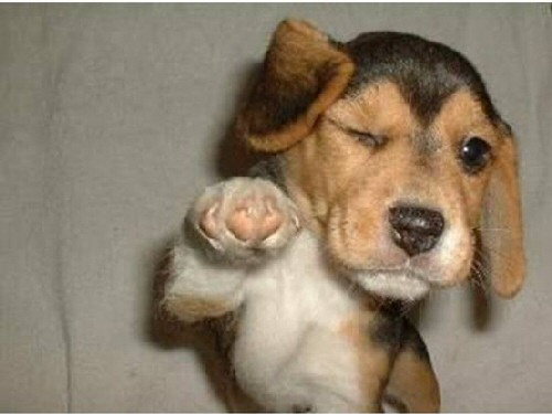 High Five Dog VOTE